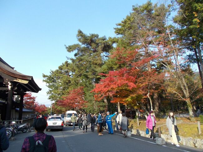 京都の紅葉はここ２年ほど冴えたものではなかったが、2017年の秋は11月からの冷え込みで素晴らしい紅葉が見られた。<br /><br />11月10日、まずは清水寺へ<br />清水寺の紅葉はまだ少し早かった。相変わらず観光客でにぎわっている。<br /><br />南禅寺の山門のあたりは紅葉の標本木ともいえるほど、その年の紅葉を具合を見るのにはちょうどいい。もっとも人が多い。その先の永観堂には行列ができるほどの観光客で、...<br /><br />南禅寺を見て、嵐山にも足を延ばすことに、その前にまだ見ていない等持院に夢想国師の庭を拝見、夢想国師は天竜寺の庭も開山として作庭している。<br />その天竜寺の庭はいつものように観光客でいっぱい。５０年ぶりに嵐山の天竜寺を訪れてみた。でも紅葉は素晴らしかった。<br /><br />11月13日<br />妙蓮寺へ<br />秋に咲く桜があるのにはびっくりで、....<br /><br />11月14日小雨の降る中を新日吉神社へ<br />幕府のお咎めにもかかわらず秀吉をひそかに祀っていた小さな社で神事が行われていた。<br /><br />11月15日<br />33間堂の裏にある法住寺で秋の例祭があることを知りでかけてみた。11月15日はまた坂本竜馬の命日で、霊山護國神社は竜馬ファンで賑わう。<br /><br />11月21日<br />まだみていない夢想国師の庭、等持院の庭を拝見する。夢想国師は石立僧の草分け的存在。夢想国師の庭を見ずして京都の庭は語れない。<br /><br />11月22日<br />嵐山の天竜寺に実は50年ぶりに訪れる。５０年前の記憶は全くない。嵐山から嵯峨野を歩き鳥居本まで歩いた。天竜寺にも夢想国師の作庭になる方丈庭園がある。人は多かったが、天竜寺の古い石組には変わりがない。ただし、松の樹は江戸時代のままとはいかないようだ。<br /><br />祇王寺のレッドカーペットには少し早かったが、その奥の化野念仏寺の紅葉も素晴らしかった。<br /><br />11月17日、26日<br />再び、三度、南禅寺へ<br />紅葉が堪能できた。<br /><br />11月28日<br />朝、東大路を歩く。東大路ー七条通りの智積院には思わぬ紅葉が！<br /><br />総括してこの年の京都の紅葉は格別な赤さと映えであった。