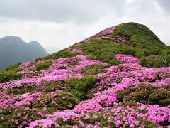 天空に咲くピンクの大花園を訪ねて（　九重連山に咲くミヤマキリシマ　後編）