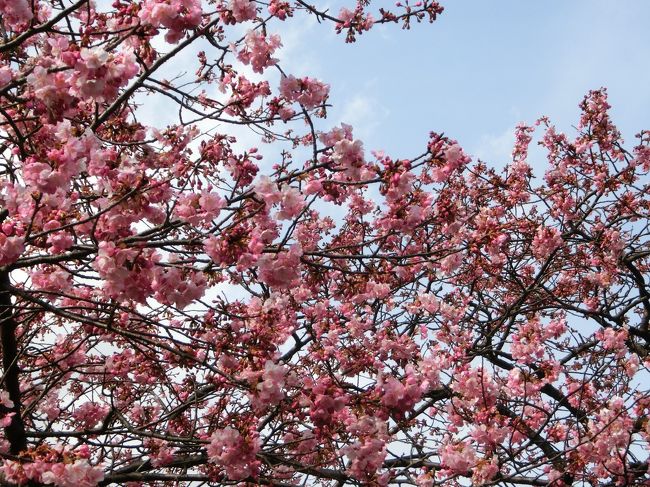 河津桜を見る為に2月21日22日と土肥温泉に宿泊予定する。しかしネットでは今年は開花が遅く3分～5分咲との情報。神奈川県の松田山ハーブガーデンは7分咲との情報で急遽寄る事にする。その後土肥温泉にむかい22日河津の桜まつりへ。最も咲いていたのは原木で8分咲程度。河川沿いはまだまだの状態。(2月27日に河津桜満開のニュースあり)土肥温泉に戻るとなんと土肥桜が日本で一番早くに咲くらしいとの情報。知らずに土肥桜を飛ばして河津桜に走ったとは…。<br />