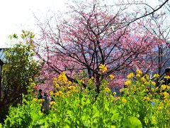 河津桜を愛でる旅