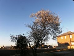 久しぶりの夕方ウォーキングで見られた早春の佇まい