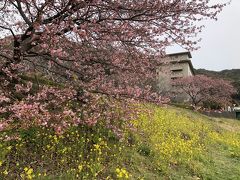 一足早く…花盛りの伊豆