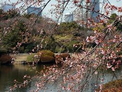 早春の新宿御苑を歩く（梅と桜の競演でした）