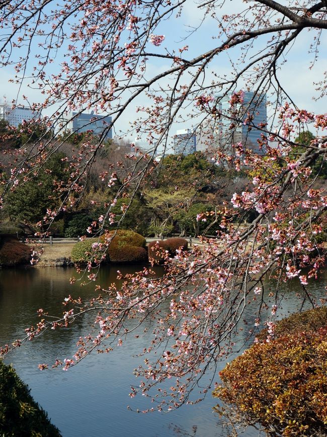 　2月27日、新宿御苑にやって来ました。<br />　先日の小石川後楽園の梅が見頃だったので、新宿御苑の梅も見頃であろうと推察しての訪問です。<br />推察通り梅は満開、しかも梅園は3ヶ所もあり堪能します。<br />緋寒さくらも咲いて居ました。<br />梅と桜の2大競演です。<br />　御苑の広さは１８万坪、行く度に何か新しい発見があります。<br />では御一緒しましょう。<br /><br />　表紙の写真は池越しに望む新宿高層ビル群、咲いているのは緋寒さくら