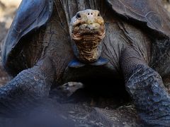 地球上に残された動物たちの最後の楽園 ガラパゴスを日帰りツアーで巡る (Galapagos, Last paradise remain on earth)