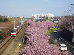 三浦海岸桜祭り散策