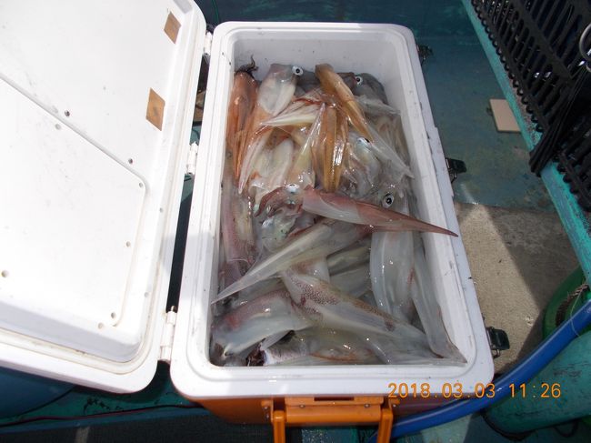 春まじか<br />陸ではフラワー咲き乱れ<br />海では水温上昇中<br />ヤリイカビッグバン中です