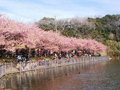 三浦海岸へ河津桜のお花見