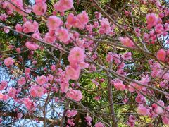 2018春、静岡西部の梅名所(2/10)：奥山高原(2)：宮口小梅、八重松島、蕾の昇竜枝垂れ梅