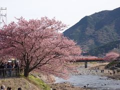 河津桜 すごい人出の中散策