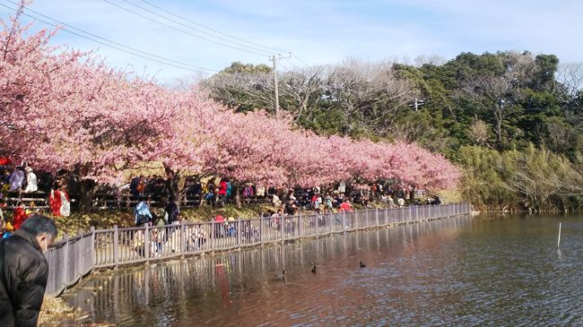 ソメイヨシノより早く咲く河津桜を見に三浦海岸へ。