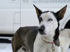 2018 北海道 犬ぞりレース観戦(とオマケの動物園）　