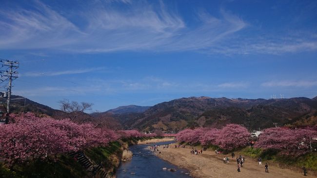 2018年3月2日、仕事終わりに地元を車で出発、新東名長泉沼津IC近くのスーパーホテルに宿泊し、翌3日に河津桜まつりを見に行きました。<br /><br />うちの夫(カメラ小僧)、河津桜がどうしても見たくなり、「日帰りで伊豆に行こう！」と言い出しましたが、日帰りで伊豆？無理無理～ということでスーパーホテルを予約しました。<br /><br />狭いけど、一応、温泉に入れるし、喫煙者の夫(カメラ小僧)も満足の喫煙の客室もあるし、朝食が付いて一人3750円なら、ケチな夫(カメラ小僧)も文句はないはず・・・ということで。