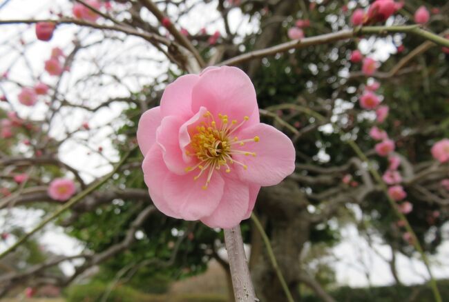 名古屋市農業センターの枝垂れ梅の紹介です。