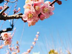 春の香りがする梅が見頃の大阪城公園へ・・・