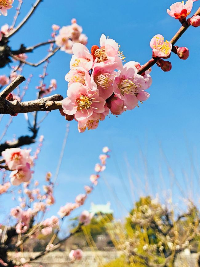 3月、弥生の月になりました。この冬は本当に厳しくて、早春を思わせる梅の花が見たいとずっと思っていました。いつもなら梅は2月中旬ごろから咲き始めるのに、今年は1、2週間ほど遅れ、ようやく関西でも梅が見頃になり始めています。<br /><br />いつもは京都に梅を見に行くことが多いですが、今年は夫が「梅を見に行こうか」というので、車で行ける大阪城公園へ行くことにしました。長く大阪に住んでいますが、大阪城へはほとんど行くこともなく、梅を見に行くのは初めてでした。初大阪城・観梅へいざ出発～～！<br /><br />