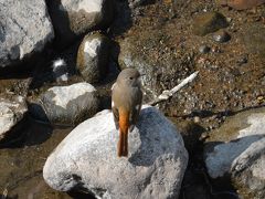 伊東温泉　松川　冬の野鳥たち　２０１８年２月