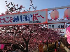 南足柄　洞川河津桜　2018.3.4