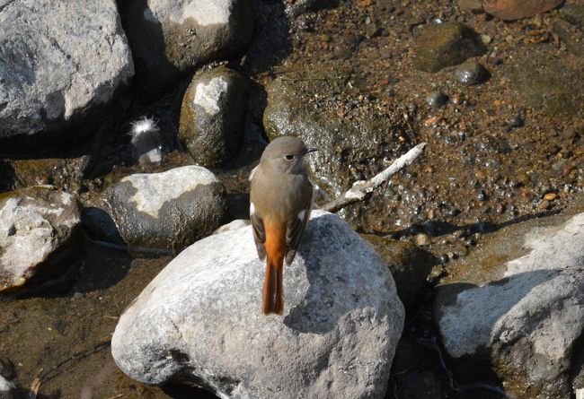 ２月の伊東温泉<br /><br />お天気も良かったので、久しぶりに、ホテル近くの松川遊歩道を散策。<br />野鳥たちも、活発に餌を探して、飛び回っていました。<br /><br />冬鳥を中心に、たくさんの種類の野鳥たち、短時間に見ることができて、とても満足の一日となりました ^^)