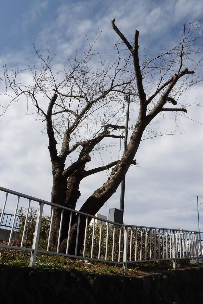 　この冬は厳寒と言えるほど寒かったが、その間に柏尾川の桜並木にも手が入れられ、3本が根元から伐採され、相当数の木の枝が切り払われた。さくら橋から高嶋橋辺りでは、右岸の木々は古木であり、それも染井吉野であるから、戦後に植えられた桜の木はやはり寿命なのだろう。また、枝を切り払わなければならないほど傷んでいる木も多かったのだろう。<br />　こうした伐採された木や枝が切り払われた木には古木が多く、ここ柏尾川の桜並木では最初に開花するものが多い。一般に、若木より古木の方が開花が早い。特に、ここ柏尾川の桜並木では一番最初に開花するさくら橋左岸の桜の木の枝が殆んど切り払われてしまった。これでは一番最初に開花するという訳にはならないだろう。あと3週間もすれば桜見の頃となるのだが、少し頭が重い柏尾川の桜並木である。<br />（表紙写真は例年一番最初に開花するさくら橋左岸の桜の木）<br /><br />　3月に入ってからの陽気で染井吉野の開花時期が順次繰り上がってきている。横浜は3月19日（3月12日予報）で東京よりも1日早くなっている。しかし、今年の柏尾川の「桜まつり」は4月7日（土）に設定されているが、果たして桜の花が残っているのか？疑問に思う。<br />　<br />　今日（3/19）の午前中に横浜の桜の開花宣言が出た。午後には柏尾川の桜並木の木々には10輪程度の桜の開花が見られる。