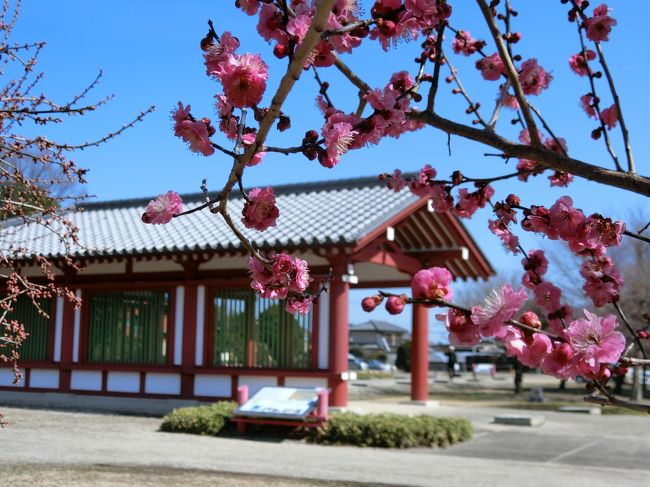 【駅からハイキング】梅花はなやかな下野薬師寺と道の駅しもつけ