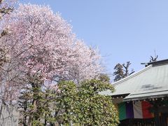 安行 興禅院と花と緑の振興センターの梅☆2018/03/03