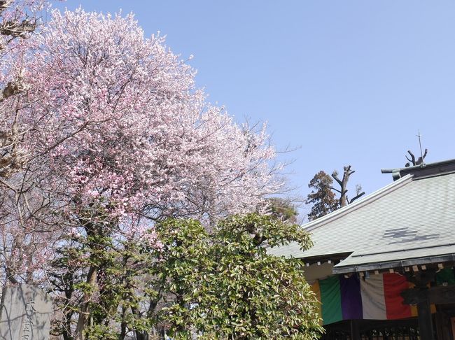 ３月に入り、気温も上昇し、暖かくなりました。春の接近も実感。<br />安行に梅の花を見に行きました。天気も良く、暖かな日だったので、人も出ていました。<br />興禅院と花と緑の振興センターで梅の花見です。