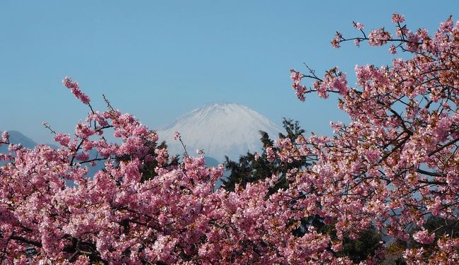 関東の富士見百景　まつだ桜まつり　3月11日まで