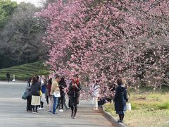 久しぶりに早春の花を求めて東御苑を訪問する②野草の島～富士見櫓～富士見多聞～桜の島迄