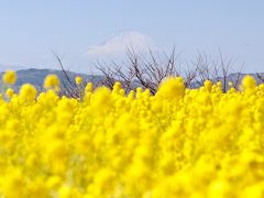 春がたくさん詰まった吾妻山公園へ行くの巻