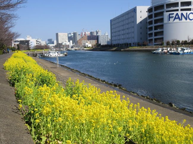 品川から京急線に乗り、東大井周辺を散策してきました。<br />青物横丁駅で下車、鮫洲駅、立会川駅まで、第一京浜沿いを散策、立会川駅から鮫洲駅に戻り帰宅しました。<br />暖かな日差しに恵まれ、歴史ある史跡にも出会えた、15000歩ほどののんびり散歩でした。<br />