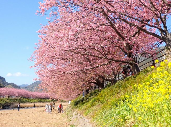 ここ数年行ってみたいと思いつつ、日帰りではやや遠いし、行くなら泊まって夜桜も見たいな～となかなか足を運べずにいた河津桜まつり。<br /><br />今年は寒さで満開が遅れて、ちょうど出かけるのに都合のいい日程で満開を迎えた。天気も良さそうなことだし、夜桜が見れなくても思い切って日帰りで行ってみよう！と出かけてきました。<br /><br />行きは普通電車を乗り継ぎ、熱海からリゾート21に乗って念願の河津へ。ピンク色の可愛い河津桜が川沿いに約3キロも続く桜並木は圧巻！！<br /><br />天気のいい週末とあって、桜も凄いが人も凄かったので、、人が少な目の上流に向かって歩き、途中、峰温泉大噴湯公園に立ち寄りつつ、桜並木のほぼ端っこの峰小橋まで歩いて折り返してきました。<br /><br />今回の旅のもう一つの目的は2018年1月から11月まで開催されている「御朱印さんぽ」というイベント。河津編では9種類の御朱印が紹介されており、その中から、寝釈迦像が祀られ、桜の見晴し台がある沢田涅槃堂、河童の伝承が残る栖足（せいそく）寺の2か所を訪れて御朱印をいただきました。こちらも素敵な御朱印をいただけて大満足♪<br /><br />お花見日和でいい1日を過ごせました。よろしければご覧ください～。