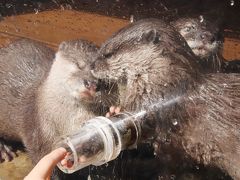 ひな祭りと世界野性動物の日の智光山公園こども動物園～テンジクネズミのひな壇に日本最長のお帰り橋やコツメカワウソとの握手会や温泉サルなど２時間でもハイライトを満喫