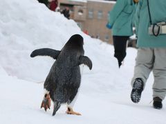 ペンギンのお散歩を見たくて旭川へ１泊の予定が飛行機欠航で２泊になった～！