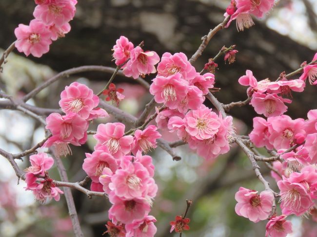3月3日、久しぶりの陽気に誘われて、午後2時半頃に久しぶりに皇居・東御苑を訪問しました。　訪問目的は寒緋桜や梅等の早春の花を見るためです。　今回の訪問コースは大手門&#12316;中門跡&#12316;富士見櫓&#12316;本丸の富士見多聞側沿いに歩き、桜の園より本丸休憩所へ行き椿の園を見て、汐見坂をおりて梅林坂へ観梅をし、都道府県県木植樹園を通って二の丸庭園を経由して大手門へのコースを歩きました。　約6キロ歩きました。<br />ここでは下記の通りまとめて見ました。　<br /><br />③本丸休憩所&#12316;ツバキ園&#12316;汐見坂&#12316;梅林坂&#12316;二の丸庭園&#12316;大手門・・カンザクラ、アケボノアセビ、オトヒメ、梅等が見られました。<br /><br />*写真は梅林坂で見られた紅梅