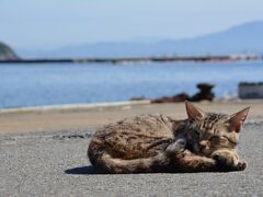 福岡の猫島『相島』で癒されまくる