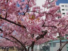 川の上に駅のホームがある、東大島駅から河津桜を見に行ってきた。