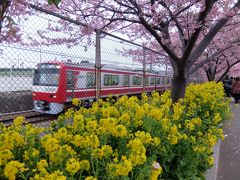 京急でちょいと三浦の河津桜見物