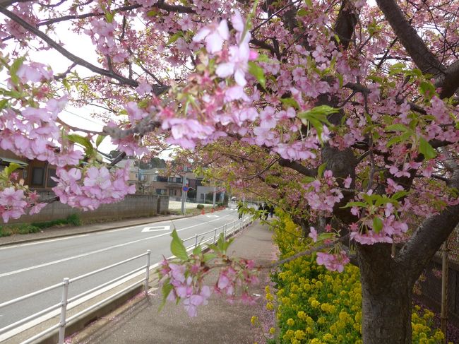 京急線の三浦海岸から線路沿いに続く河津桜を見に行って来ました。もう満開を過ぎ花は終わっているだろうと思い三浦海岸の桜祭りのホームページを見たら今年は開花が遅くて当初の3月4日終了を一週間延長して開催とアップされていたのでついでに折角だからまぐろも食べてこようかと言う事で「みさきまぐろきっぷ」を利用しました。<br />大鳥居駅から蒲田で電車を乗り換えて約一時間の電車の旅をして三浦海岸駅で下車しました。<br />降りて駅前に河津桜の木が何本かありほんのわずかしか花は残っていなくて期待は出来ないと残念な思いになってしまいました。<br />まずは丁度お昼時だったので三浦海岸も見たことがないので訪れ事前に調べていた「まぐろまんぷく券」が使えるまぐろ料理とお蕎麦をやっている「海わ屋」に行き「まぐろ地魚丼＆湘南釜揚げしらす蕎麦セット」を食しました。とても美味しくて店内の雰囲気も良くて大満足でした。<br />食後、河津桜並木・桜祭りの会場そして小松ケ池公園まで行き戻ってきました。<br />河津桜は葉桜の木やまだ大分、咲き誇っている木もあったので雰囲気は楽しむ事が出来ました。<br />菜の花が満開でとても綺麗でした。残念ながら天気予報では午後から晴れの予報でしたが雲が多くて富士山も見る事が出来ませんでした。今週末はもう全ての河津桜は散っていると思います。<br />満開の季節にまた訪れたい場所です。<br />2月に訪れた「三崎港・城ケ島」の旅行記もご覧になってくださいね。<br />https://4travel.jp/travelogue/11330709<br />