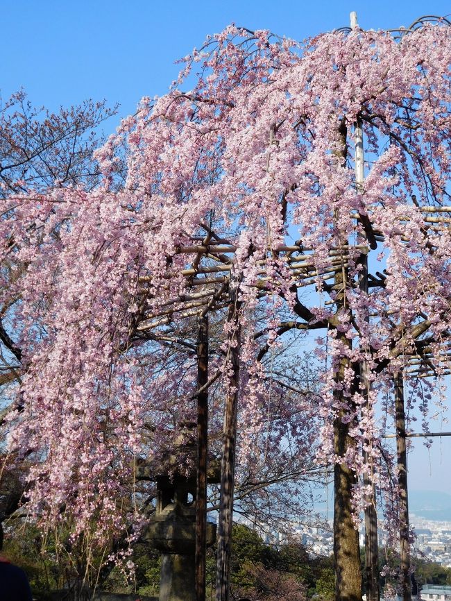 　今日は定期観光バスで疎水や三井寺、南禅寺を回ります。<br /><br />　その前に石塀小路から二年坂、三年坂を歩き清水寺に向かいました。<br />清水寺には入らずに周辺で桜を楽しみました。<br /><br />　仁王門近くの枝垂れ桜は太陽が当たるときれいでした。