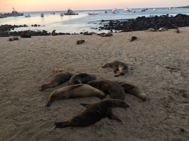 Galápagos Islands <br /><br />有給が取れたので珍しいところに行きたいなと思い、ガラパゴスへ行ってきました。<br /><br />1月ということで、あったかい所に行きたいと思い、以前行ったキューバか、ガラパゴスで悩みました。結果ガラパゴスに決定。<br /><br />ニューヨークで乗り継ぎ、ラタム航空でグアヤキル乗り継ぎサンクリストバル行きに搭乗。<br /><br />ガイドブックも持たず、ネットで調べてサンクリストバルだけにしました。きっとどの島も同じだろうと思い。移動でお金と時間がかなりかかるみたいだったので、一つの島に重点をおきました。<br /><br />シュノーケリングをしたかったのですが、泳げないのであまりできず。浅瀬でアザラシと遊びました。<br /><br /><br />1/24 HKG-JFK 7時間<br /><br />1/25 JFK-GYE-SCY 2時間<br /><br />ガラパゴスには二つ空港がある。サンクリストバル空港とバルトラ空港。一般客はバルトラ空港を選ぶ。<br /><br />バルトラ空港から船とバスを乗り継いで1時間でサンタクルス島に着く。この島からはサンクリストバル島や、イサベラ島に行くことができる。島巡りをするには便利。<br /><br />サンクリストバル空港からはサンタクルス島だけにしか行くことができないが、ガラパゴスでよく見られるアシカやイグアナも見れて、観光メインにできそうで物価が安いのでここに決めた。<br /><br />他の島に行くには片道30ドルかかる。往復60ドルだから、サンタクルス島からサンクリストバル島まで行くにも30ドルかかるから、この島だけでも十分だと思いここにした。<br /><br />ガラパゴスへ行くにはグアヤキル空港かキト空港を選択。<br /><br />グアヤキルを選択。ガラパゴス島へいくフライトチェックイン前にツーリストカードを購入。20ドル。そこで荷物検査があり、食べ物があるかないか申告。<br /><br />そしてチェックインして、サンクリストバルまで1時間50分のフライト。<br /><br />到着後、入島料100ドル払う。<br /><br />街は小さい。全て歩いて行ける距離。お土産やさんやスーパー、レストランがある。<br />大体ホテルから十分以内の距離。<br />