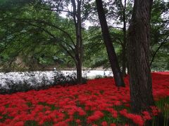 秋のお花見