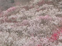 湯河原梅園に行ってきました！　まさに花霞とはこのことですね！！