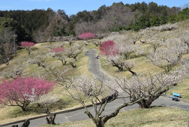 静岡西部の梅の名所巡りです。