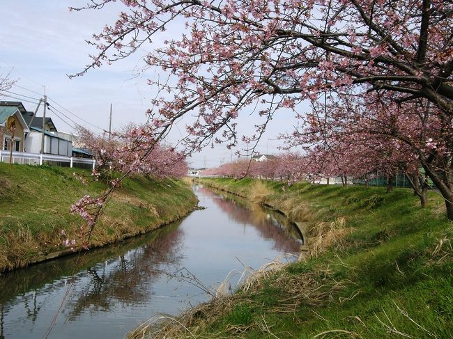 久喜市鷲宮地区を流れる青毛堀川沿いに、河津桜並木があります<br />毎年、素晴らしい桜並木が見られます。<br />今年も、開花したとの情報で歩いてきました。