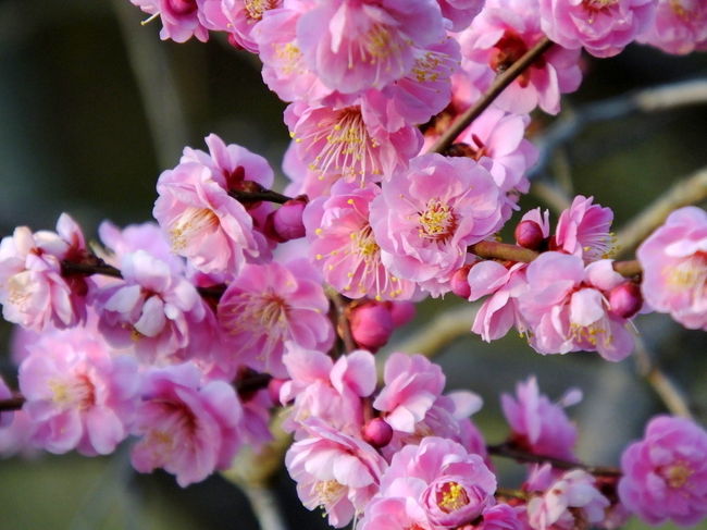 祇園の八坂倶楽部で開催された小原流生け花展を鑑賞に行ってついでに庭園の撮影<br />その後は二条城まで歩いて移動し御殿内には入らず梅林へ直行<br />ぶらぶらと二条城内を撮影後、京都御苑まで歩き梅林へ行ってきました。<br />もちろん途中の河津桜や寒緋桜も忘れずチェック！<br />朝の気温は4℃でしたが日中の気温は17℃　その中を約18000歩ほど歩いてしまいました。<br />