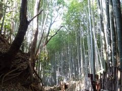 佐倉をプチ駅からハイキング2018春～坂と歴史のまちを歩く～