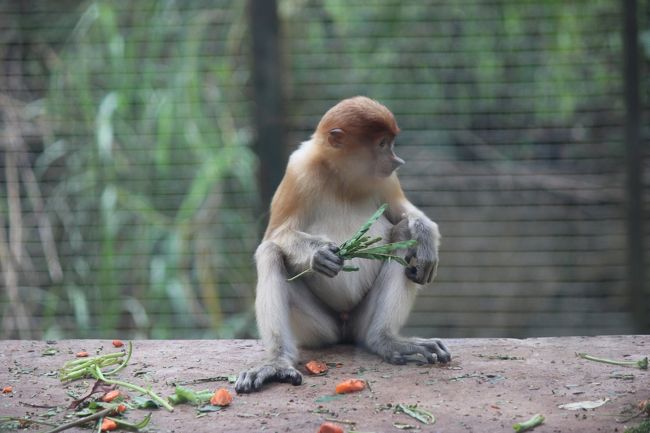 ４日目はロッカウィ・ワイルドライフパーク（動物園）<br />11,287歩<br /><br />コタキナバルの市内から車で30分。<br />帰国日だけど、深夜便なので、<br />ここで1日餌やりやアニマルショーで、<br />のんびり過ごそうと計画していました。<br />が、まだ雨季シーズン。<br />14時過ぎから、バケツをひっくり返したと言う喩どおり、<br />ものすごいスコール！<br />午後の餌やりとアニマルショーがキャンセルになっちゃって、<br />お迎えのタクシーの時間まで玄関前で待ち。<br />って、結局待ちぼうけ～！！<br />電話は通じないし、どうしたものかと思案、<br />動物園の人を探し事情を話したら、<br />５０RMでホテルまで送っていただけることに、<br />助かったー。<br />直行バスの運行があれば･･･。<br />まあ、ないから、旅行会社に送迎頼んだんですけど。<br />直接タクシーのドライバーさんにお願いしたほうがよかったみたい。<br />コタキナバルのタクシーはメーター制ではなく、交渉制。<br />もしくは半日のガイドつきを選ぶか･･･。<br /><br />アクシデントがあっても、どうにか回避ができ、<br />色々な思い出ができたコタキナバルの旅でした。<br /><br />