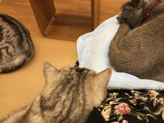 大阪多国籍グルメ⑥ 大阪天満宮で梅の花見&台湾料理&猫カフェ(=^ェ^=)