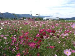 秋の桜見物